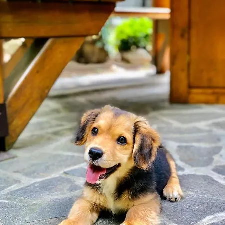 Brvnara Vršac Lodge *